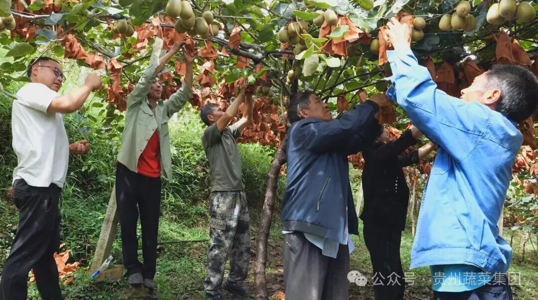 “小果子”带动“大产业”：农发集团红心猕猴桃的乡村振兴之路