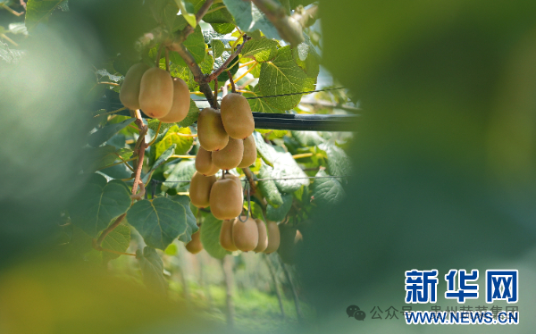 乡村振兴在行动｜看红心猕猴桃蕴藏的“甜蜜动力”