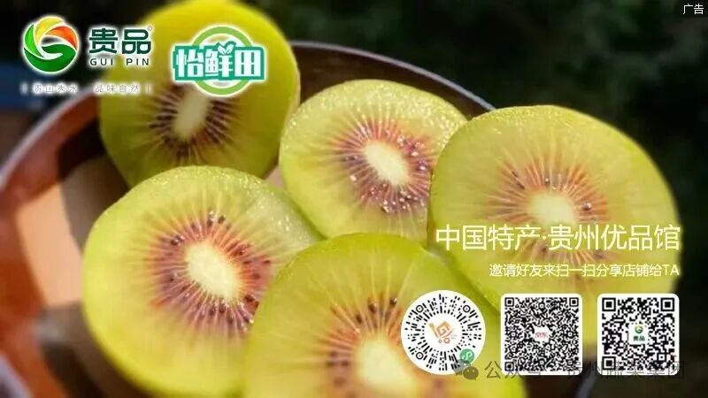 今天，《贵州日报》关注六盘水红心猕猴桃